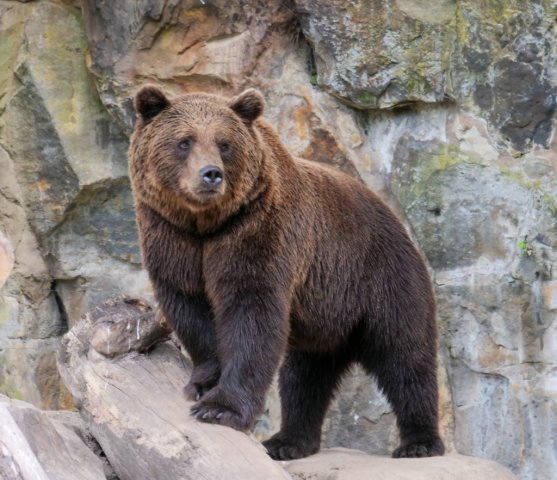berlinzoo15